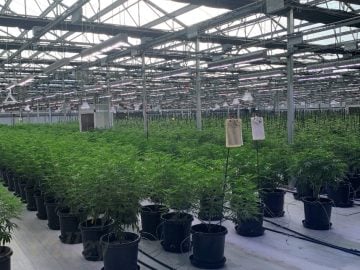 For Lease: Chino Valley Farms | Turnkey Cannabis Cultivation Campus – Chino Valley, Arizona
