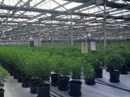 For Sale: Chino Valley Farms | Turnkey Cannabis Cultivation Campus – Chino Valley, Arizona