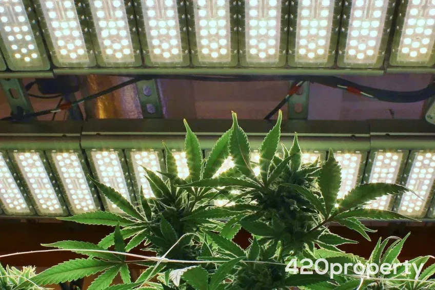 Cannabis Businesses For Sale | Cannabis Cultivation/ Grow Businesses For Sale