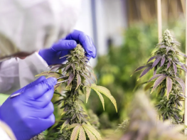 $1.87M Revenue Tier 3 Adult-Use Cultivation $5M+ Invested Manufacturing Upside Real Estate Purchase Option (South Portland, Maine) #2034