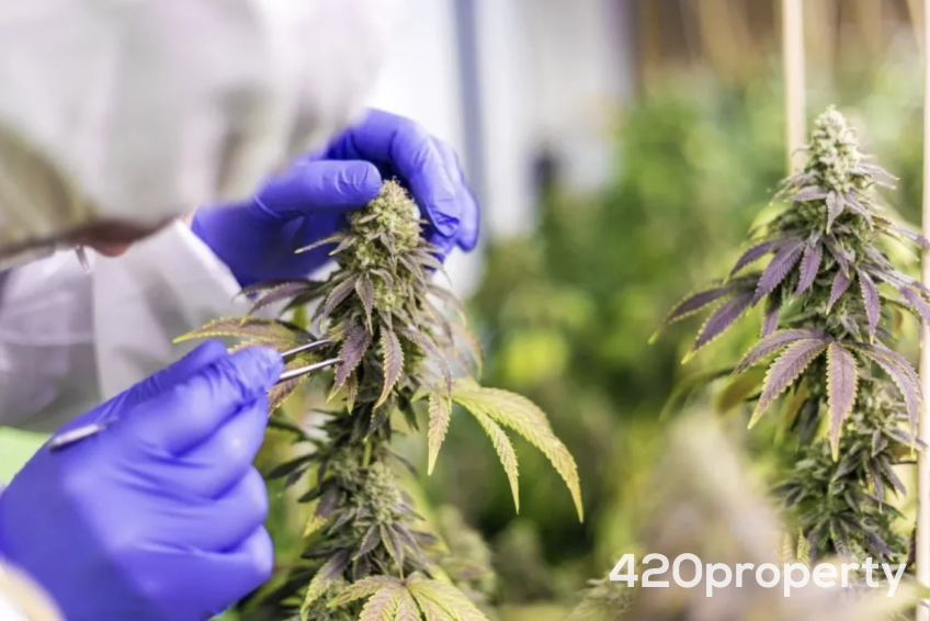 Cannabis Businesses For Sale | Cannabis Cultivation/ Grow Businesses For Sale