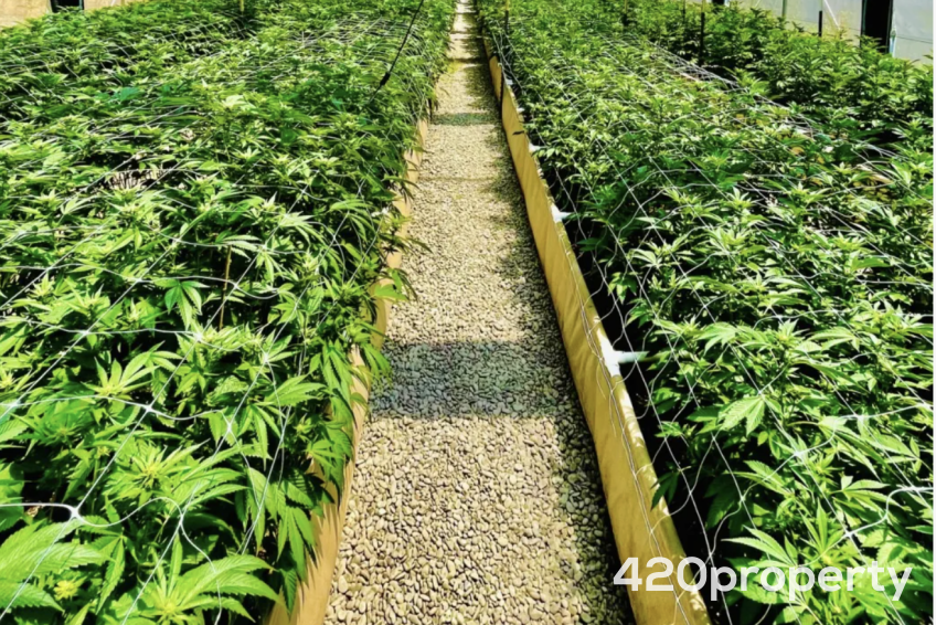 Cannabis Businesses For Sale | Cannabis Cultivation/ Grow Businesses For Sale