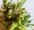 Cannabis Businesses For Sale | Cannabis Cultivation/ Grow Businesses For Sale