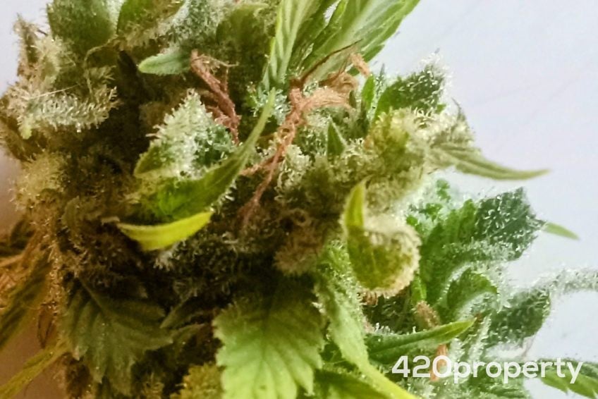 Cannabis Businesses For Sale | Cannabis Cultivation/ Grow Businesses For Sale