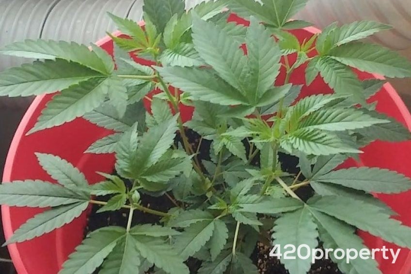 Cannabis Businesses For Sale | Cannabis Cultivation/ Grow Businesses For Sale
