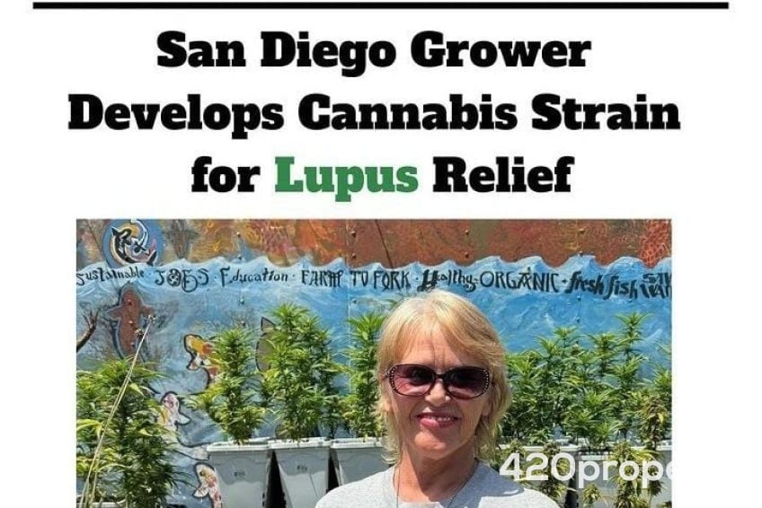 Cannabis Businesses For Sale | Cannabis Cultivation/ Grow Businesses For Sale