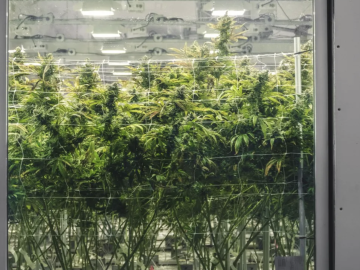 DOWNTOWN Los Angeles High Demand Turnkey 110 Lights Operational Cultivation Business (Downtown Los Angeles, California) #2045