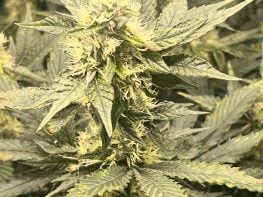 New York grow, processing and Distribution licences