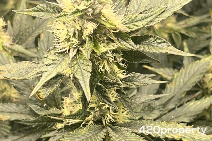 Cannabis Businesses For Sale | Cannabis Cultivation/ Grow Businesses For Sale