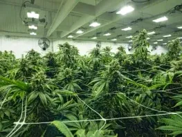 1300 Light Turnkey Indoor Cannabis Cultivation Opportunity | 2 Fully Licensed Facilities (Adelanto, California) #2048
