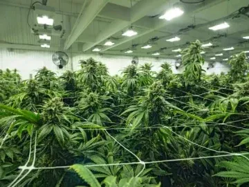 1300 Light Turnkey Indoor Cannabis Cultivation Opportunity | 2 Fully Licensed Facilities (Adelanto, California) #2048