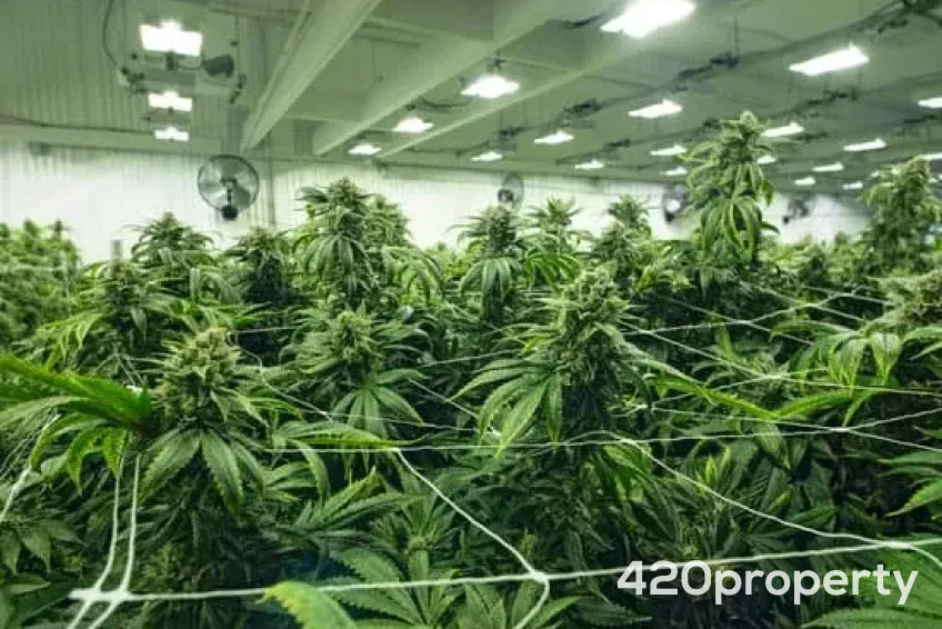 Businesses For Sale | Cultivation & Growing Companies For Sale