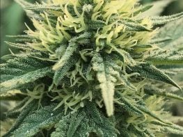 Prime N Portland Dispensary Opportunity 541.690.8618-New Price
