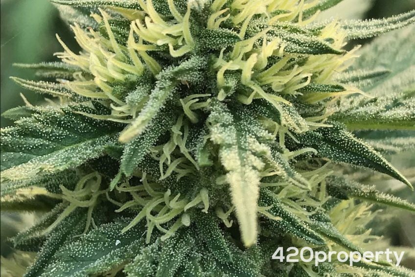 Cannabis Businesses For Sale | Cannabis Retail Stores & Dispensaries For Sale