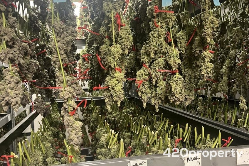 Cannabis Businesses For Sale | Cannabis Cultivation/ Grow Businesses For Sale