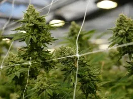 6000 sf Turnkey Denver Cultivation Facility