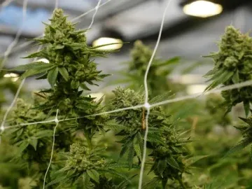6000 sf Turnkey Denver Cultivation Facility