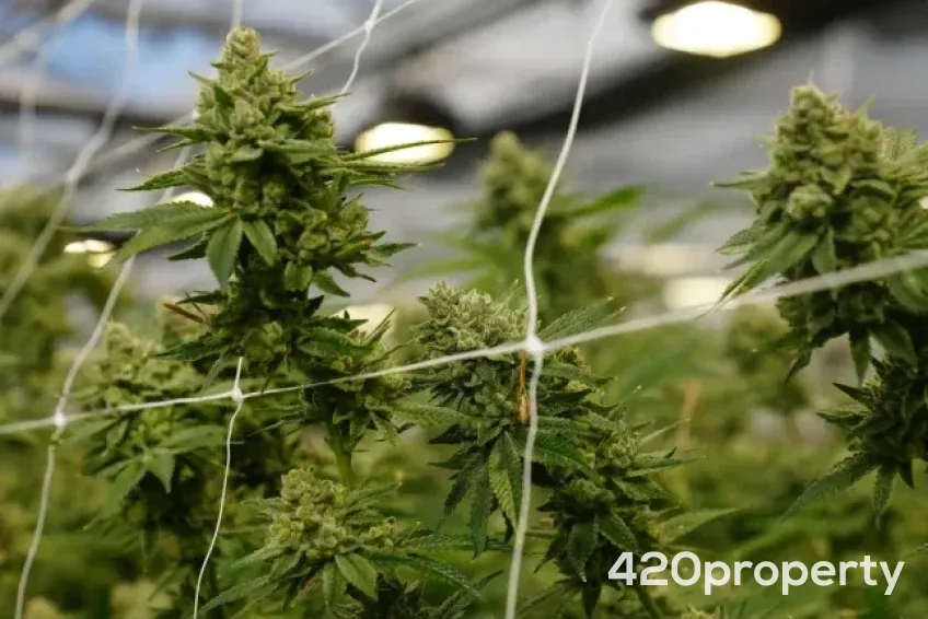 Cannabis Businesses For Sale | Cannabis Cultivation/ Grow Businesses For Sale