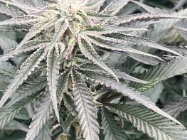 Colorado Cannabis Integrated Business