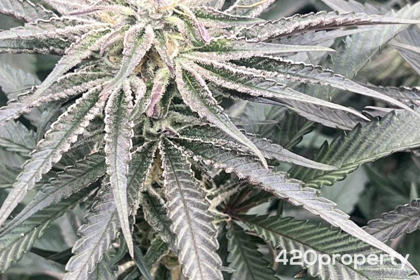 Cannabis Businesses For Sale | Cannabis Retail Stores & Dispensaries For Sale