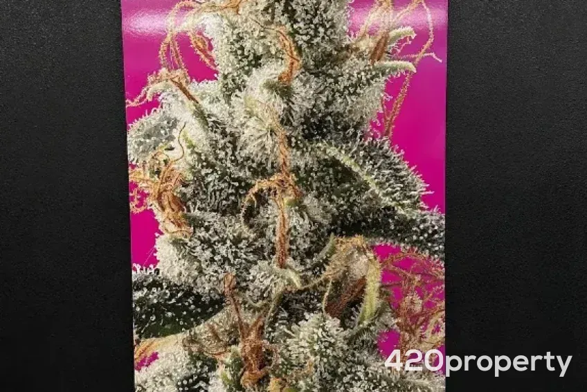 Cannabis Businesses For Sale | Cannabis Retail Stores & Dispensaries For Sale