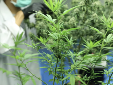 Fully Licensed Operational Indoor Cannabis Cultivation 5k SqFt Canopy Business For Sale (Oakland, California) #2058
