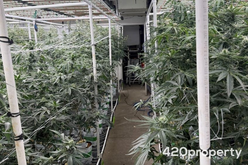 Cannabis Businesses For Sale | Cannabis Cultivation/ Grow Businesses For Sale