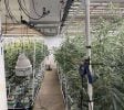 Premium Indoor Cannabis Cultivation Facility – Fully Equipped – Los Angeles Area
