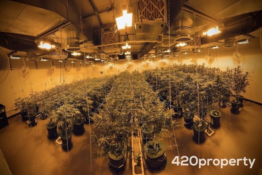 Cannabis Businesses For Sale | Cannabis Cultivation/ Grow Businesses For Sale