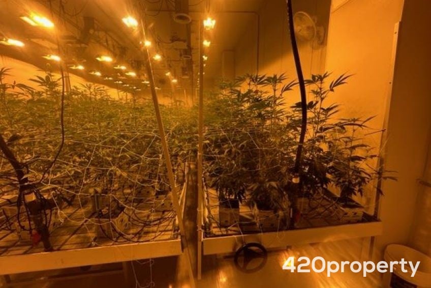 Cannabis Businesses For Sale | Cannabis Cultivation/ Grow Businesses For Sale