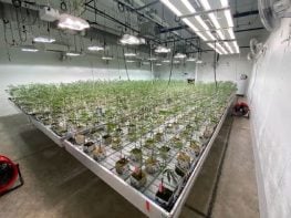 Operational marijuana grow facility with real estate