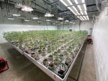 Operational marijuana grow facility with real estate