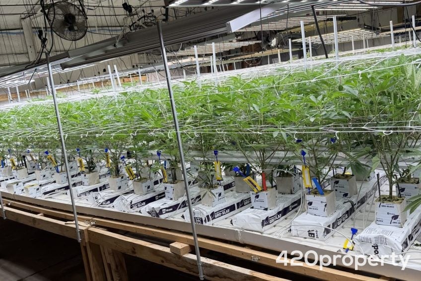 Cannabis Businesses For Sale | Cannabis Cultivation/ Grow Businesses For Sale