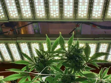 114 Flower Lights Fully Built Out Cannabis Cultivation, Manufacturing & Distribution Business For Sale Includes Real Estate (Los Angeles, California) #2068
