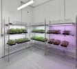 Jackson – Operating Indoor/Greenhouse Cultivation Facility
