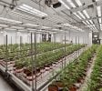 Jackson – Operating Indoor/Greenhouse Cultivation Facility