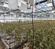 Jackson – Operating Indoor/Greenhouse Cultivation Facility