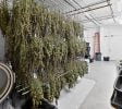 Jackson – Operating Indoor/Greenhouse Cultivation Facility