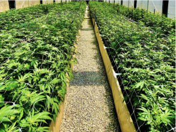 Licensed Humboldt County Cannabis Cultivation Opportunity | Business + Real Estate Valued At $725k (Humboldt County, California) #2043