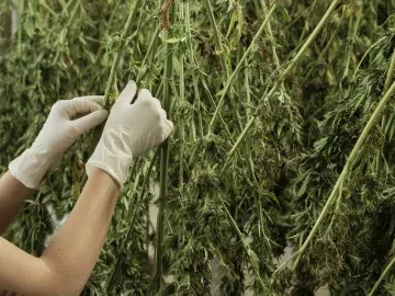 New York Tier 1 Cannabis Cultivation SEE License For Sale (New York, USA) #2069