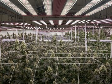 Profitable Eureka California Indoor Cannabis Microbusiness | Cultivation + Distribution + Manufacturing | ~$660K EBITDA