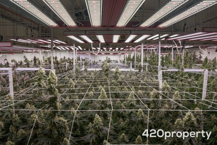 Cannabis Businesses For Sale | Cannabis Cultivation/ Grow Businesses For Sale