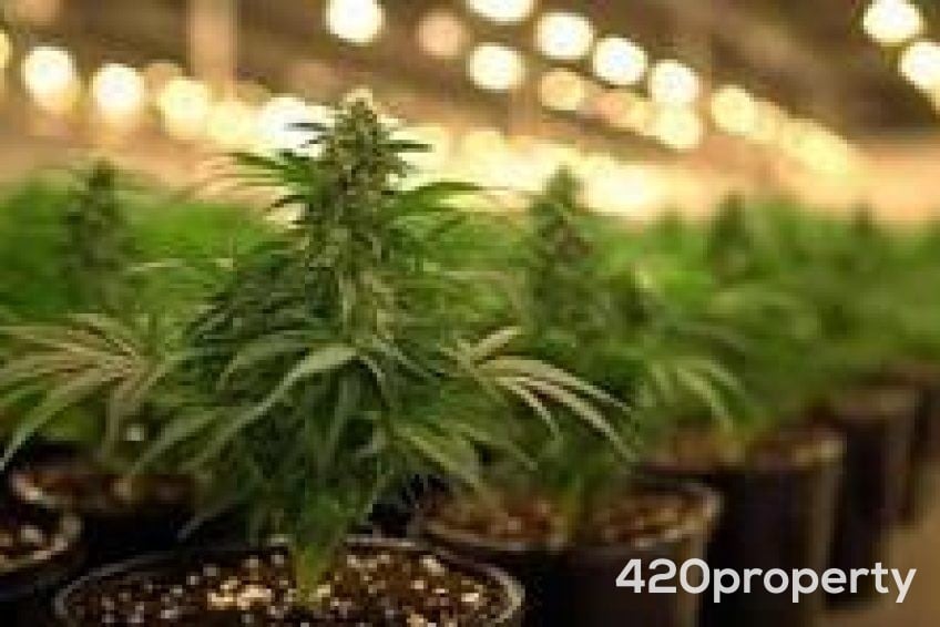 Cannabis Businesses For Sale | Cannabis Cultivation/ Grow Businesses For Sale