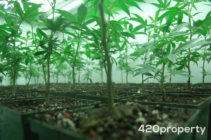 Cannabis Businesses For Sale | Cannabis Cultivation/ Grow Businesses For Sale