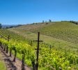 Eden Crest, 70 Acre Red Hills AVA Vineyard, 14.5ac Producing Cabernet, County Approved Cannabis MUP, 480V 3 Phase Power In, Ridge Top