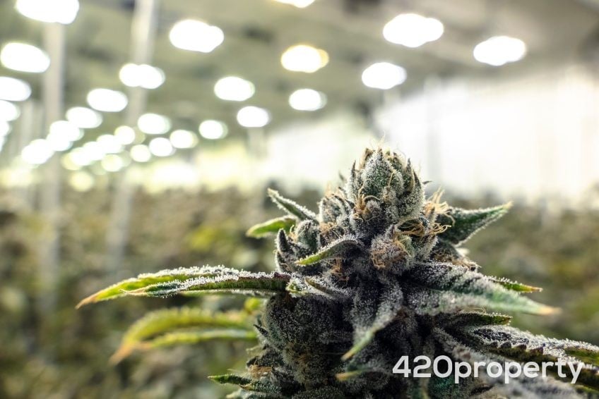 Cannabis Businesses For Sale | Cannabis Cultivation/ Grow Businesses For Sale