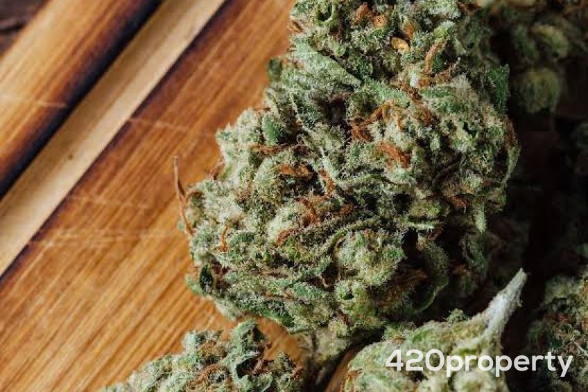 Cannabis Businesses For Sale | Cannabis Cultivation/ Grow Businesses For Sale