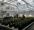 Midwest’s Premier Controlled Environment Agricultural Facilities – Energy efficient
