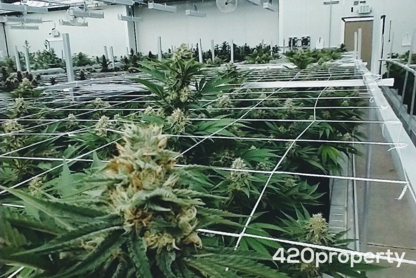 Cannabis Real Estate Listings | Cannabis Greenhouses For Sale