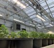 Midwest’s Premier Controlled Environment Agricultural Facilities – Energy efficient